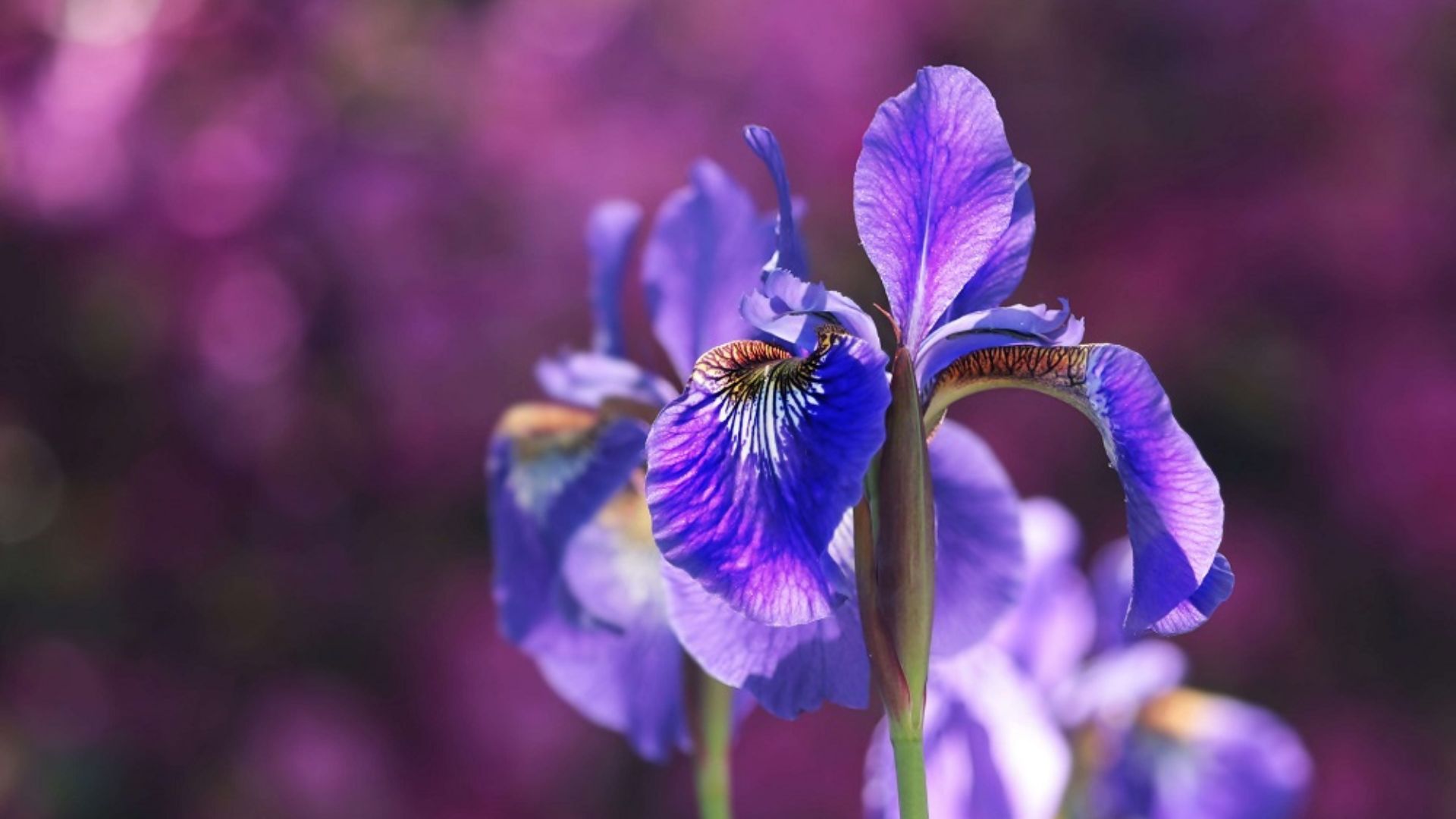 Cách Trồng Hoa Diên Vĩ